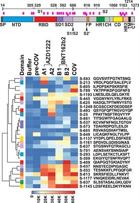 A linear B-cell epitope close to the furin cleavage site within the S1 domain of SARS-CoV-2 Spike protein discriminates the humoral immune response of nucleic acid- and protein-based vaccine cohorts